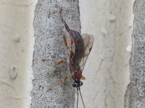 Réf. 208 823 : Clistopyga incitator